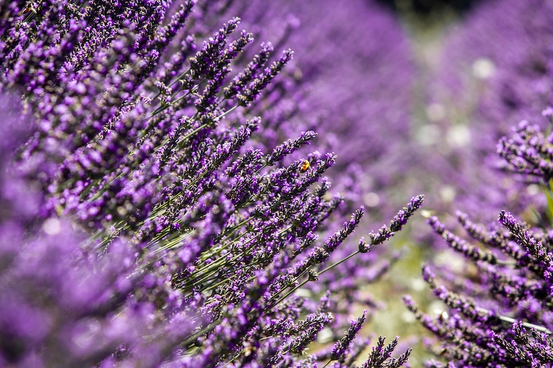 Garten anlegen mit Lavendel 