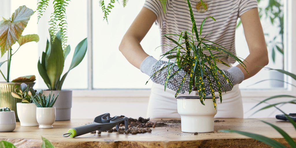 Pflanzen im Topf für mehr Grün im Haus