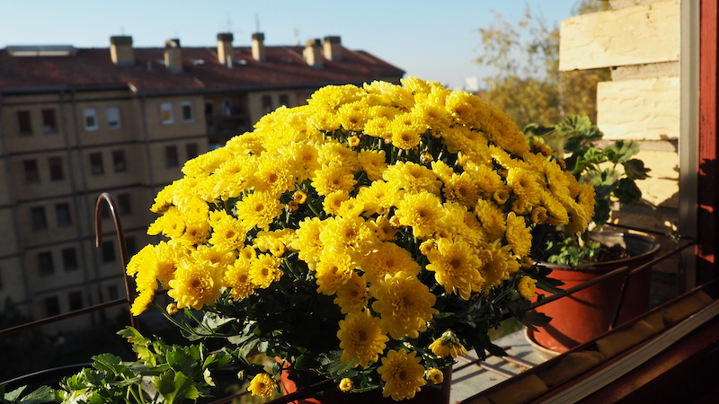 Gelbe Chrysantheme im Balkonkasten