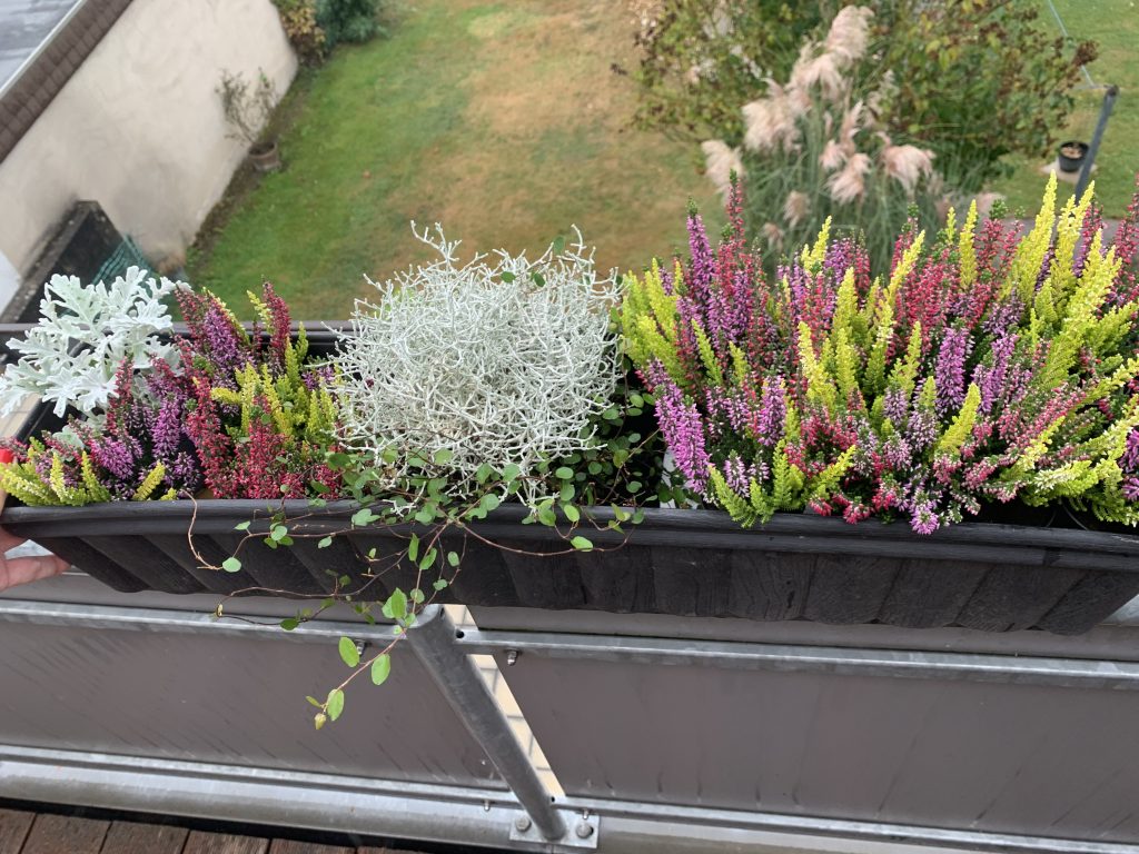 Balkonkasten mit Heide, Silberblatt und Stacheldraht