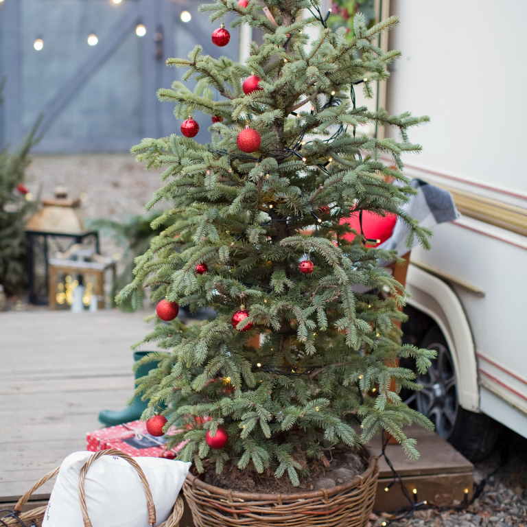 Weihnachtsbaum im Topf für nachhaltige Weihnachten
