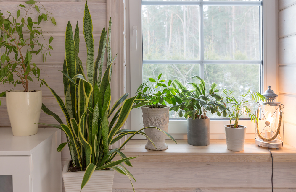 Landhausstil Wohnzimmer mit einer Fensterbank voller Pflanzen